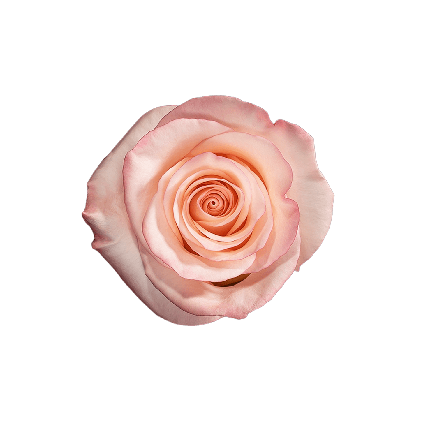 Rose Pink Rhoslyn Royal Flowers