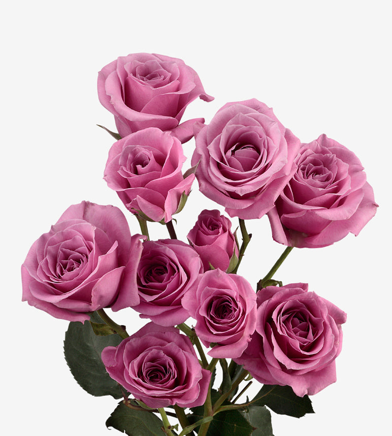 Spray Rose Blue Moon Lilac Wayuu Colombia