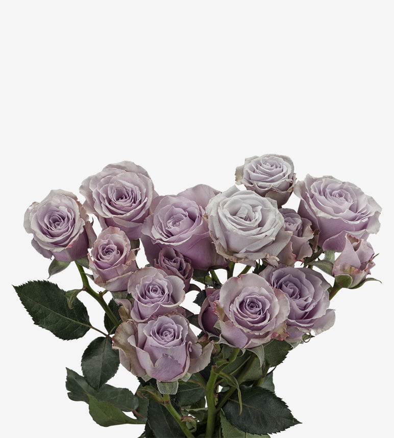 Spray Rose Purple Slilver Mikado Wayuu Colombia