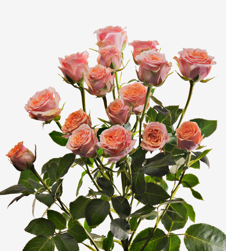 Spray Rose Baby Rosever Coral Wayuu Colombia