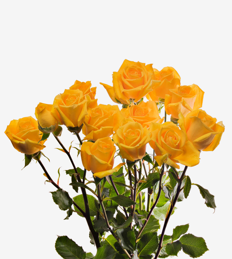 Spray Rose Golden Sensation Yellow Wayuu Colombia