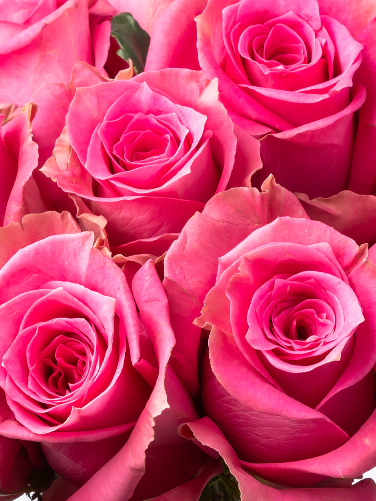 Premium Kenyan Roses grown at High-altitude