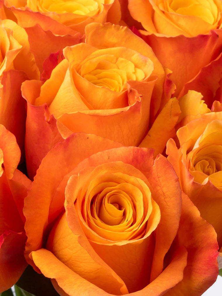 Premium Kenyan Roses grown at High-altitude