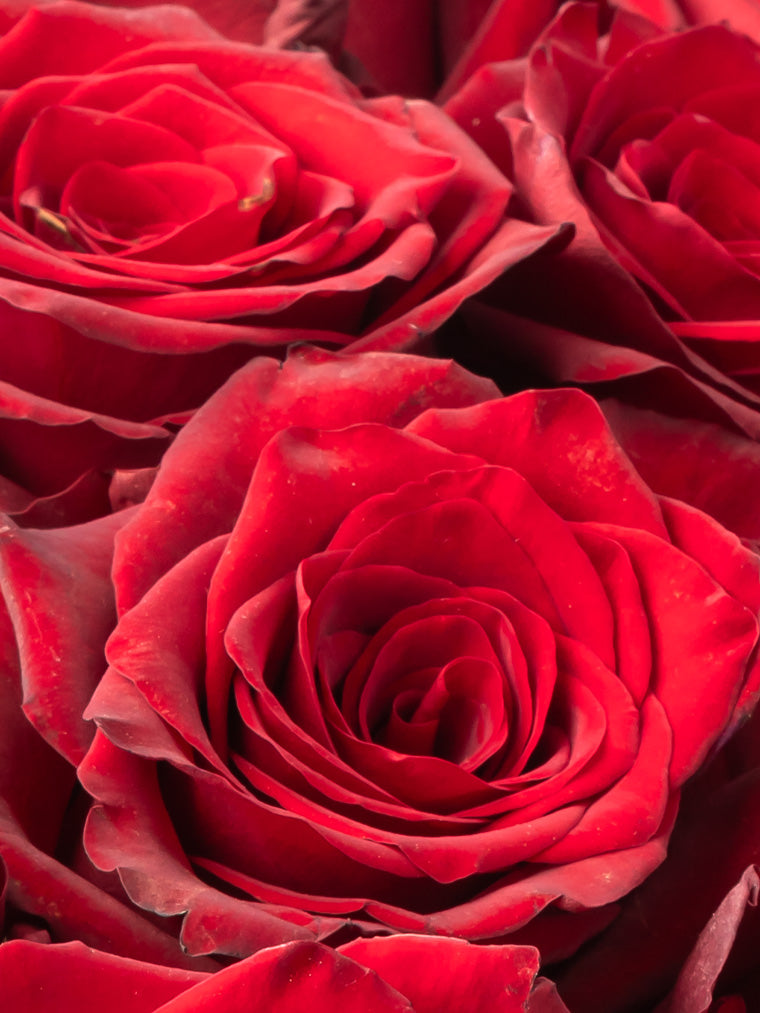 Premium Kenyan Roses grown at High-altitude