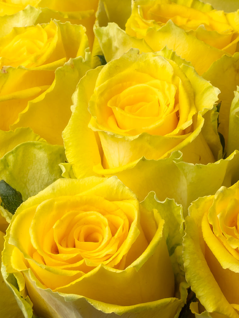 Premium Kenyan Roses grown at High-altitude
