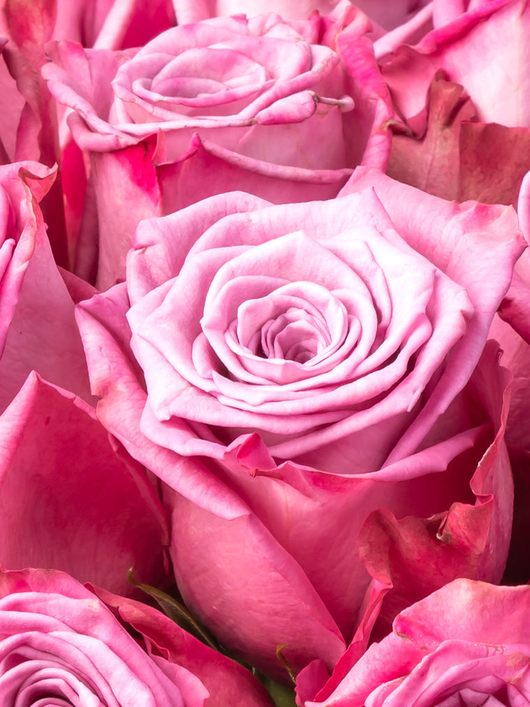 Premium Kenyan Roses grown at High-altitude