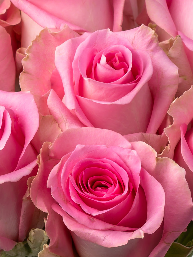 Premium Kenyan Roses grown at High-altitude