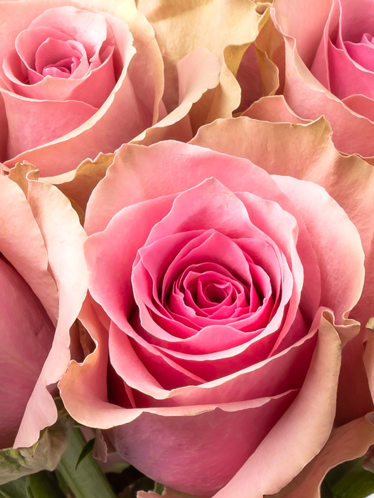 Premium Kenyan Roses grown at High-altitude