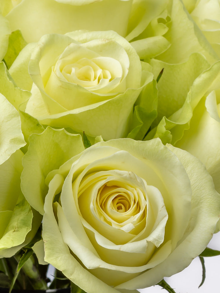 High quality Kenyan roses