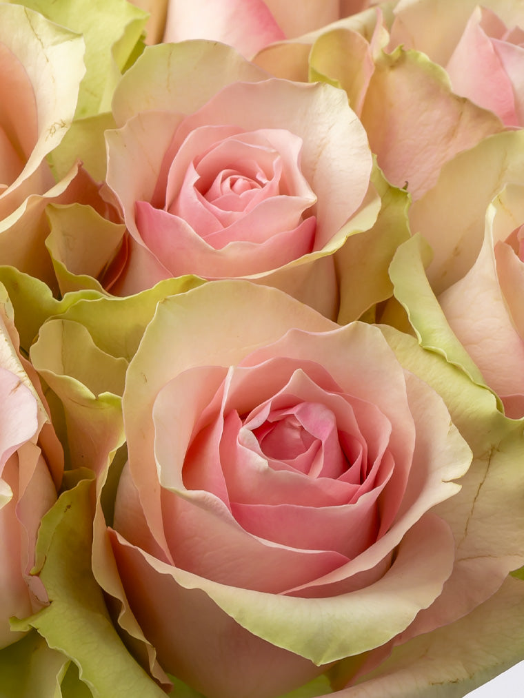 High quality Kenyan roses