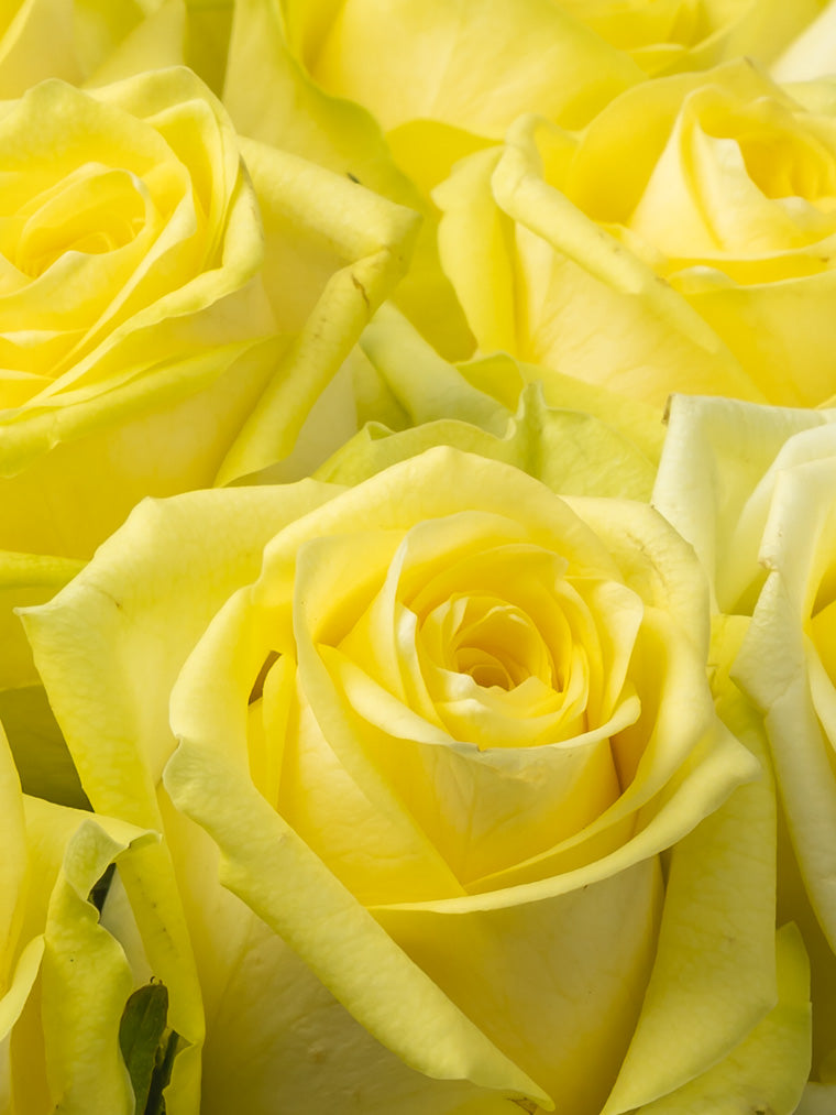 Premium Kenyan Roses