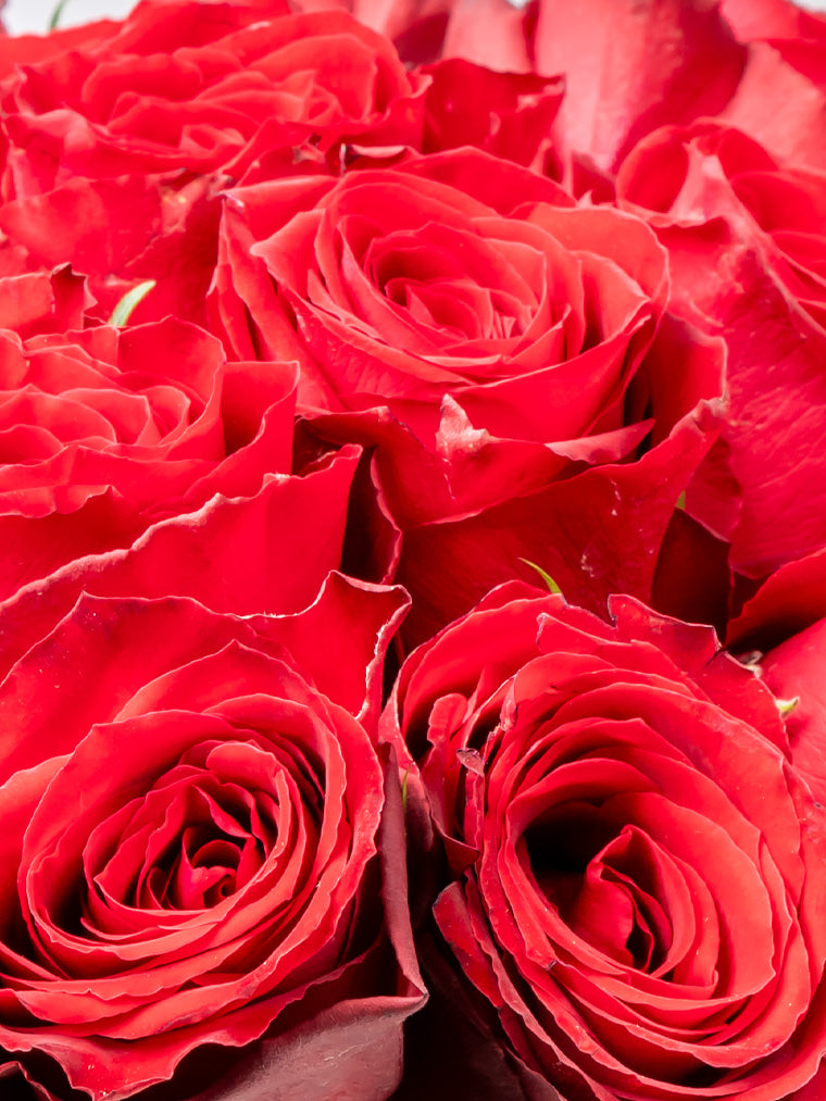 High quality Kenyan roses