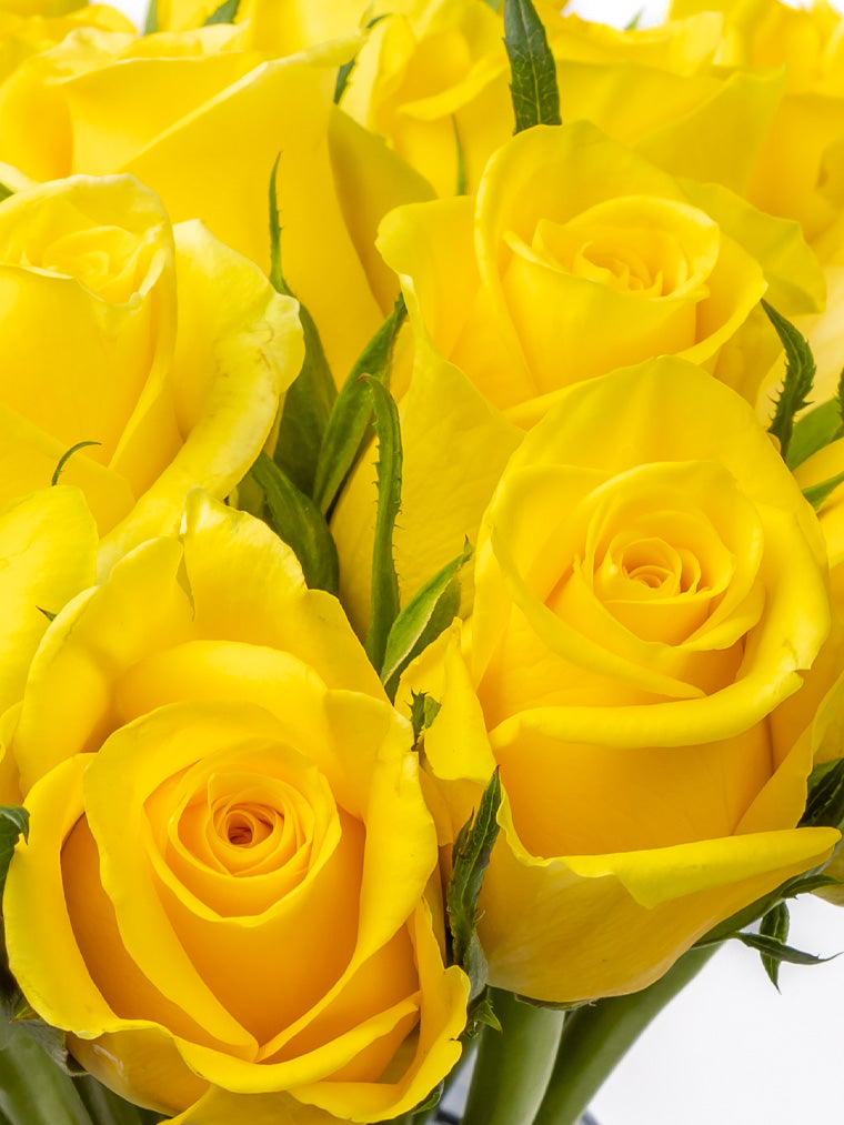 Premium Kenyan Roses