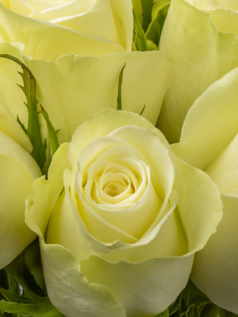 Premium Kenyan Roses