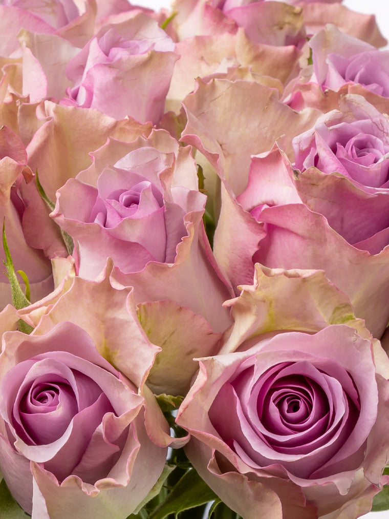 Premium Kenyan Roses