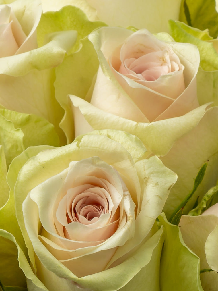 Premium Kenyan Roses