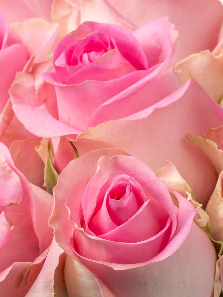 Premium Kenyan Roses