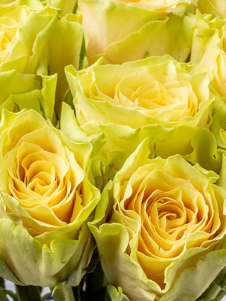 Premium Kenyan Roses