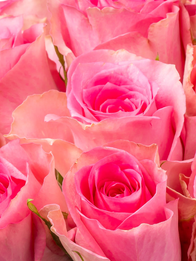 High quality Kenyan roses