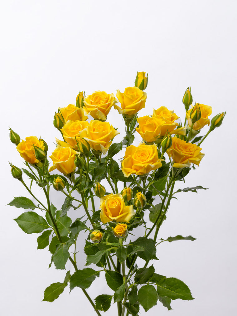 Impressive Kenyan Spray Roses
