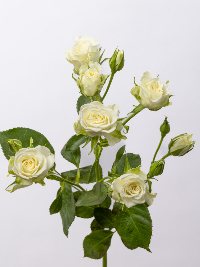 Impressive Kenyan Spray Roses
