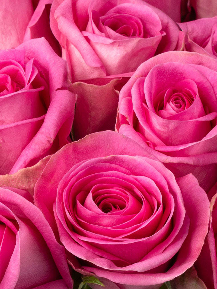 High quality Kenyan roses