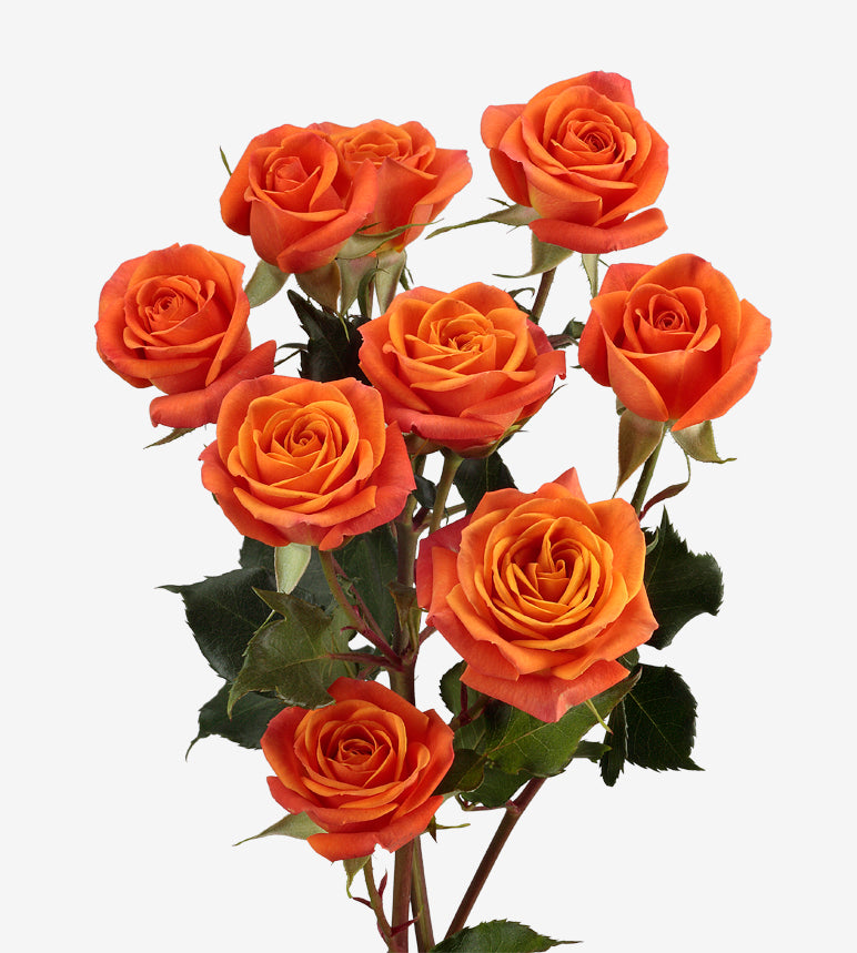 Spray Rose Babe Orange Wayuu Colombia