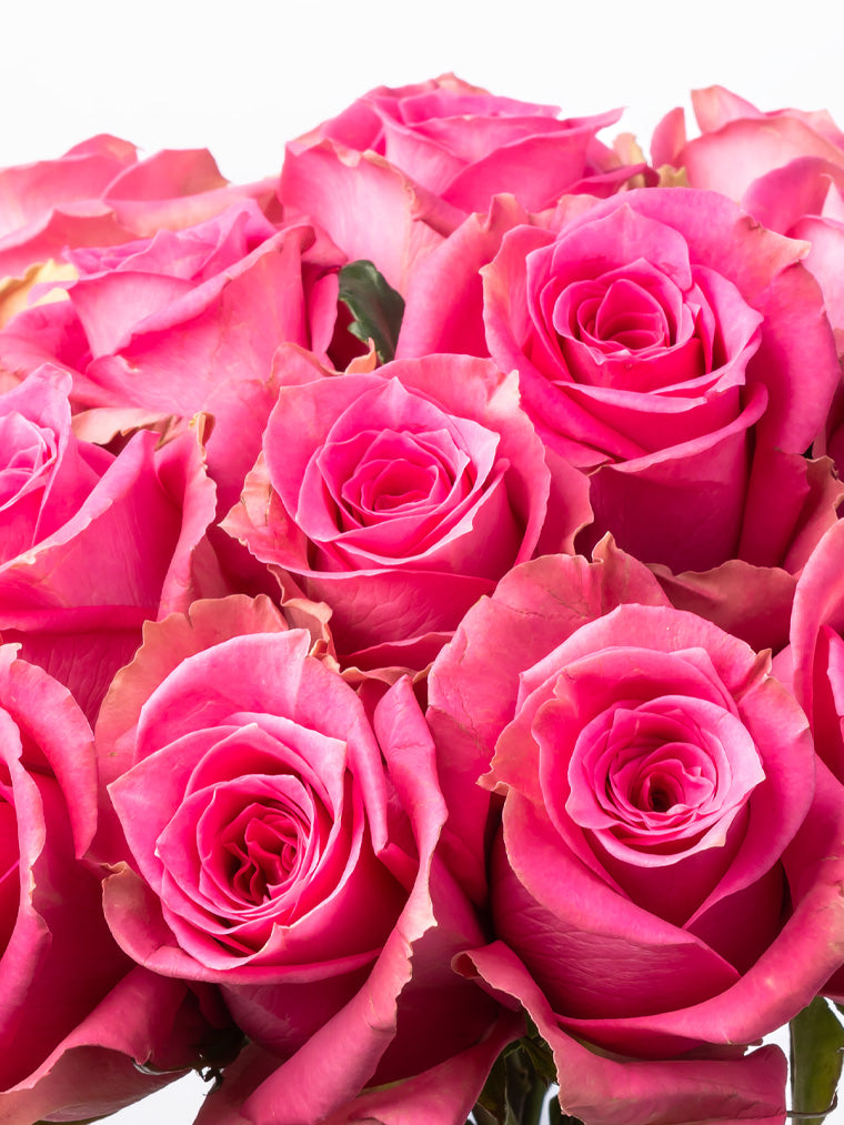 Premium Kenyan Roses grown at High-altitude
