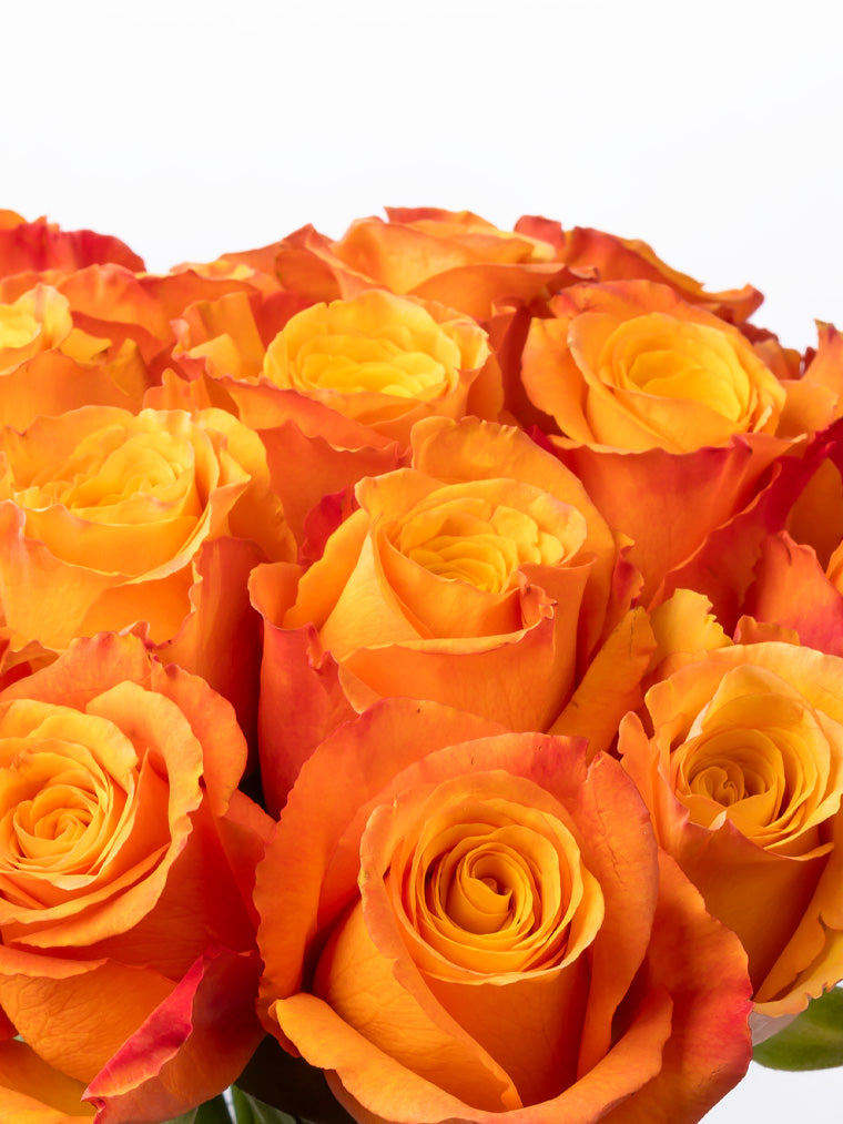 High quality Kenyan roses