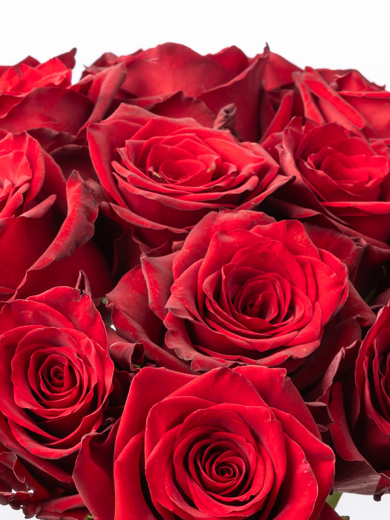 Premium Kenyan Roses grown at High-altitude
