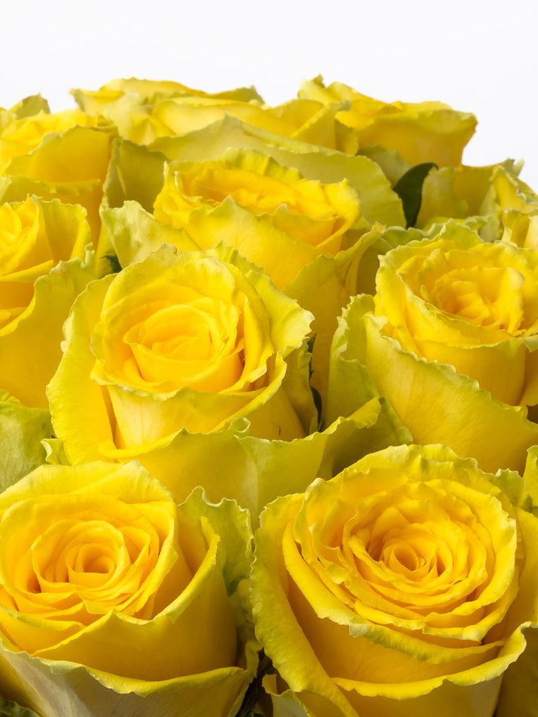 Premium Kenyan Roses grown at High-altitude