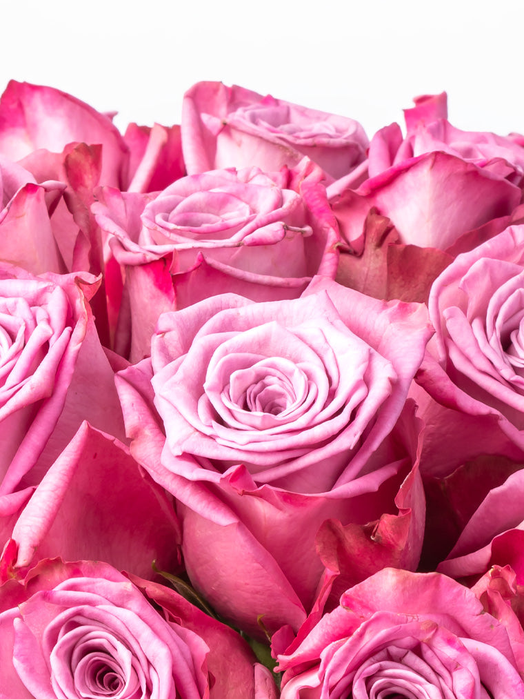 Premium Kenyan Roses grown at High-altitude