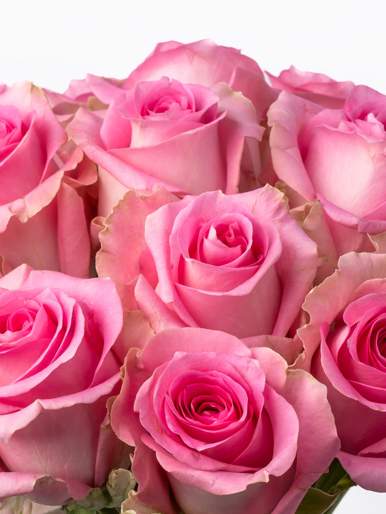 Premium Kenyan Roses grown at High-altitude