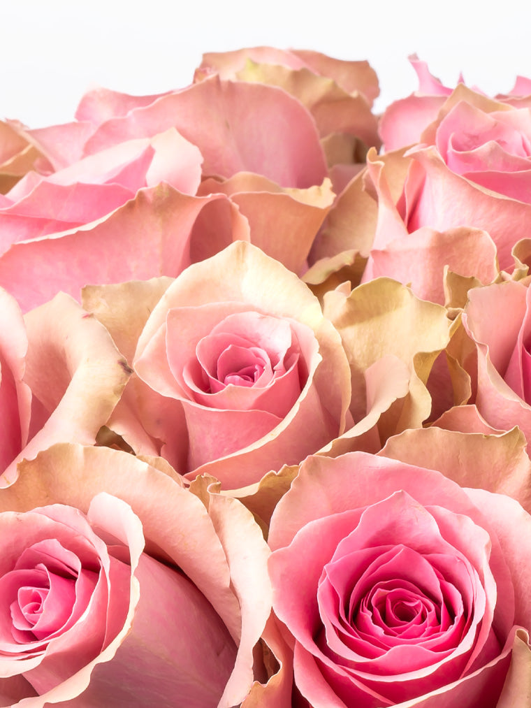 Premium Kenyan Roses grown at High-altitude