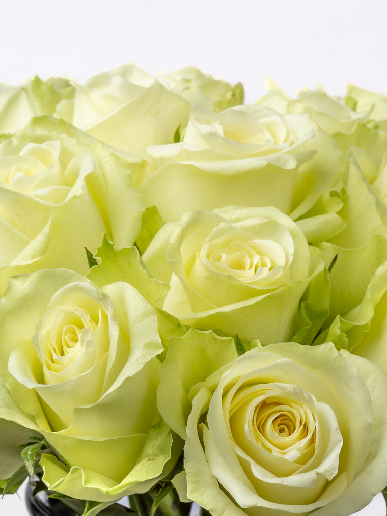 High quality Kenyan roses