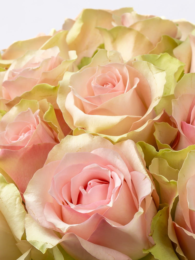 High quality Kenyan roses