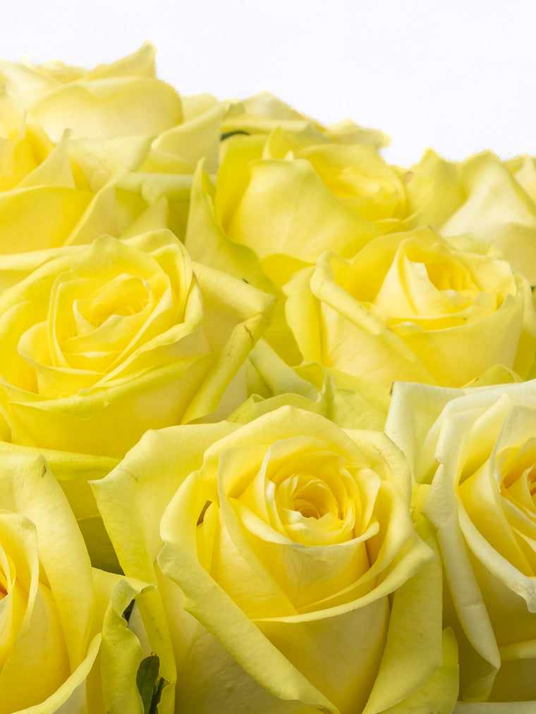 Premium Kenyan Roses
