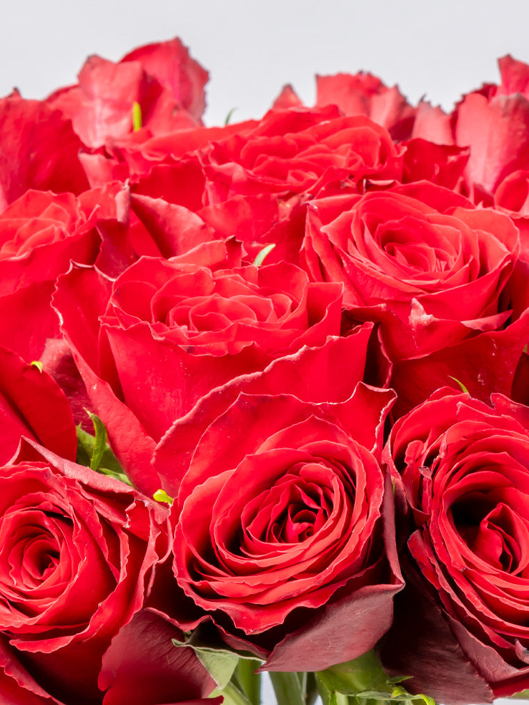 High quality Kenyan roses