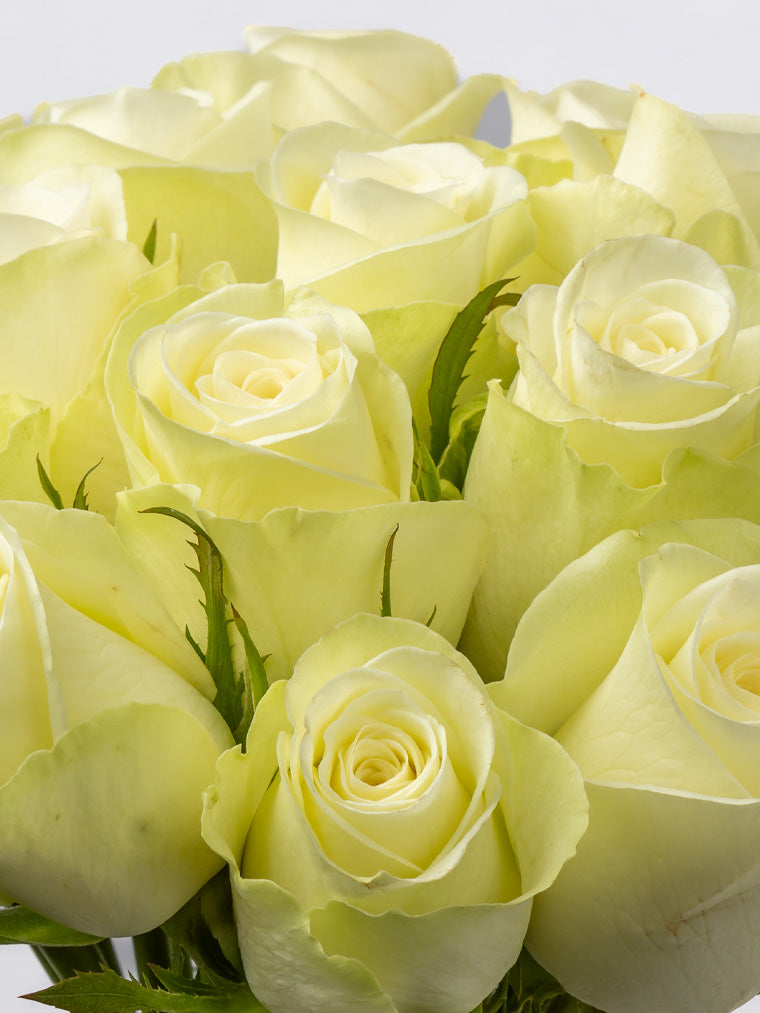 Premium Kenyan Roses