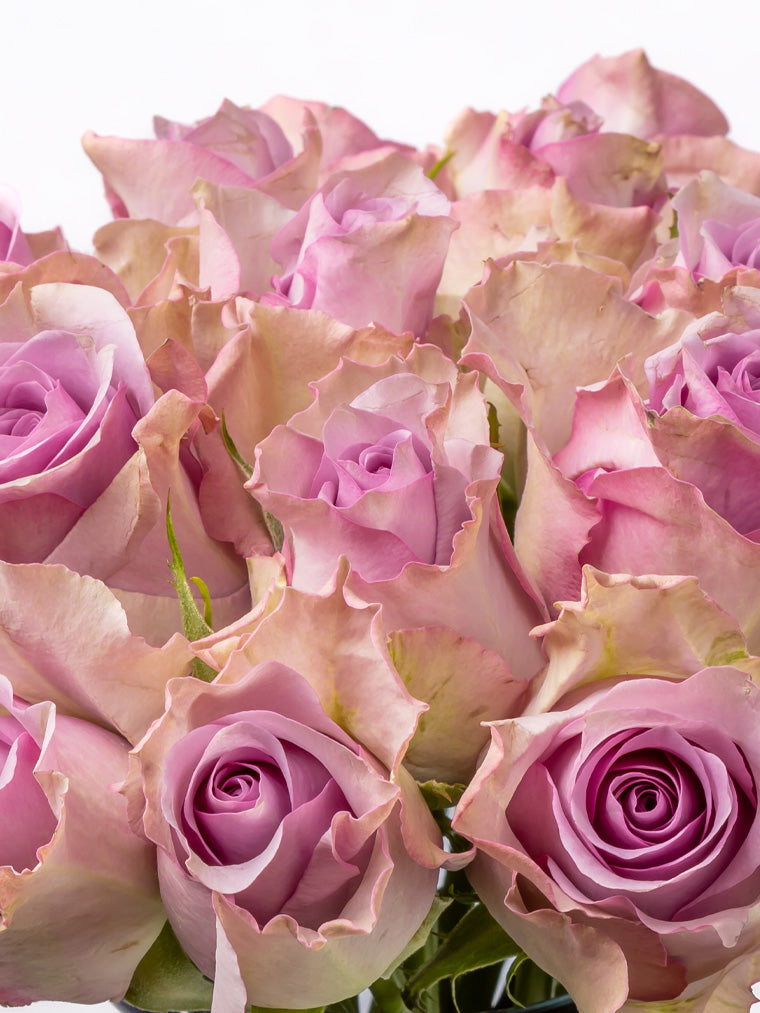 Premium Kenyan Roses