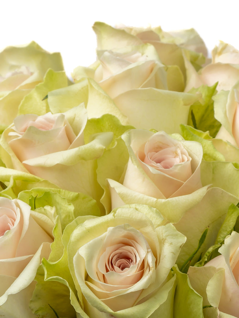 Premium Kenyan Roses