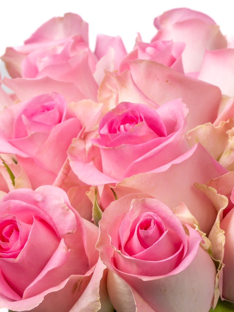 Premium Kenyan Roses