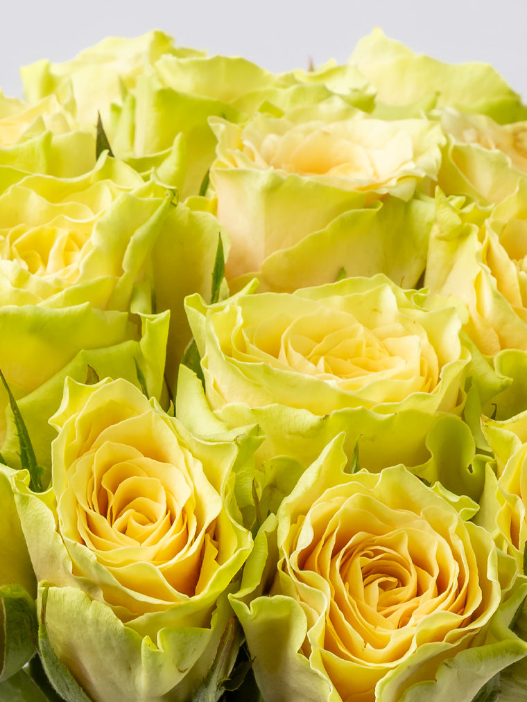 Premium Kenyan Roses