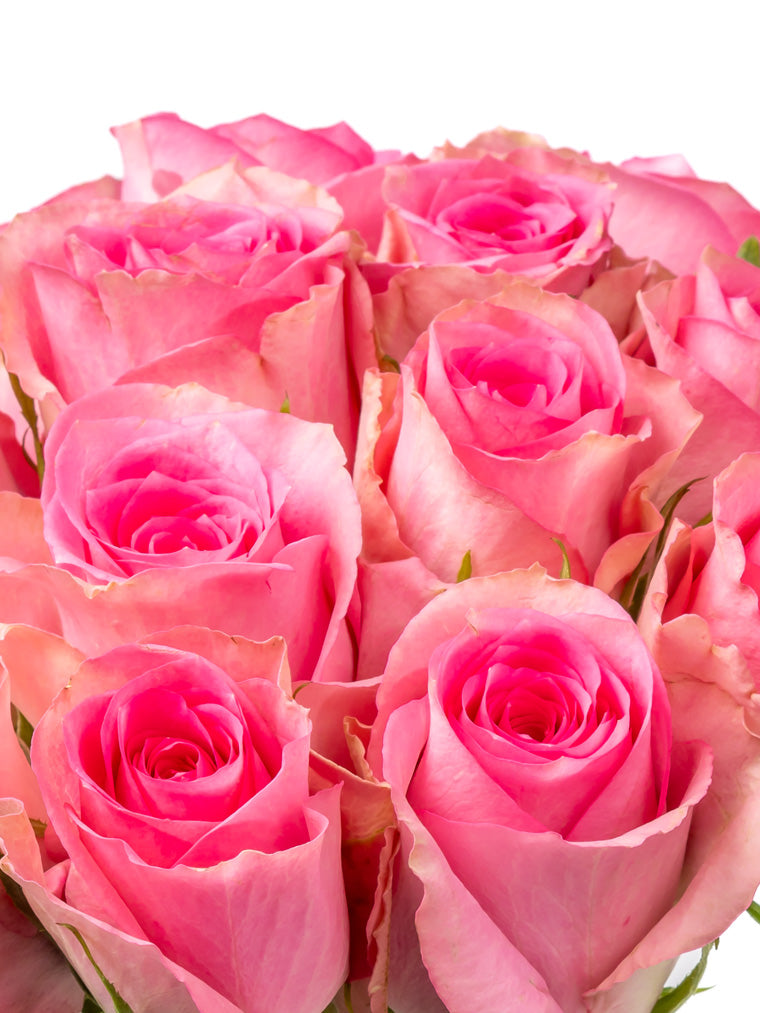 High quality Kenyan roses