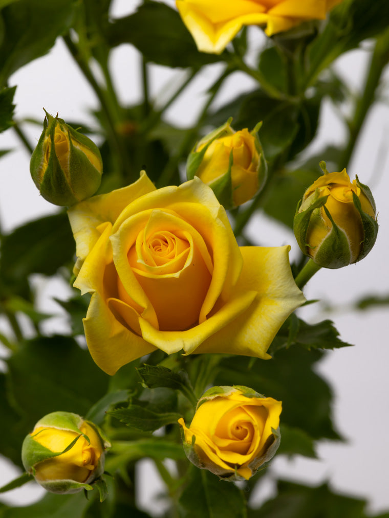 Impressive Kenyan Spray Roses