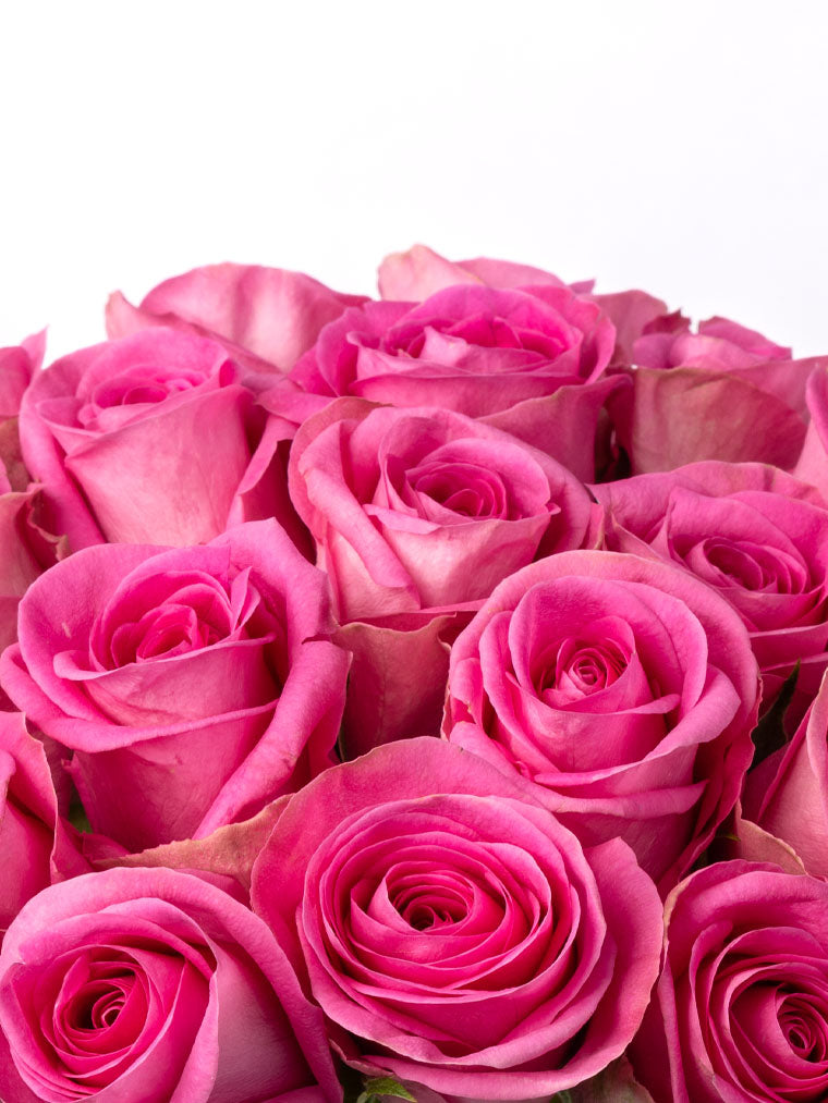 High quality Kenyan roses
