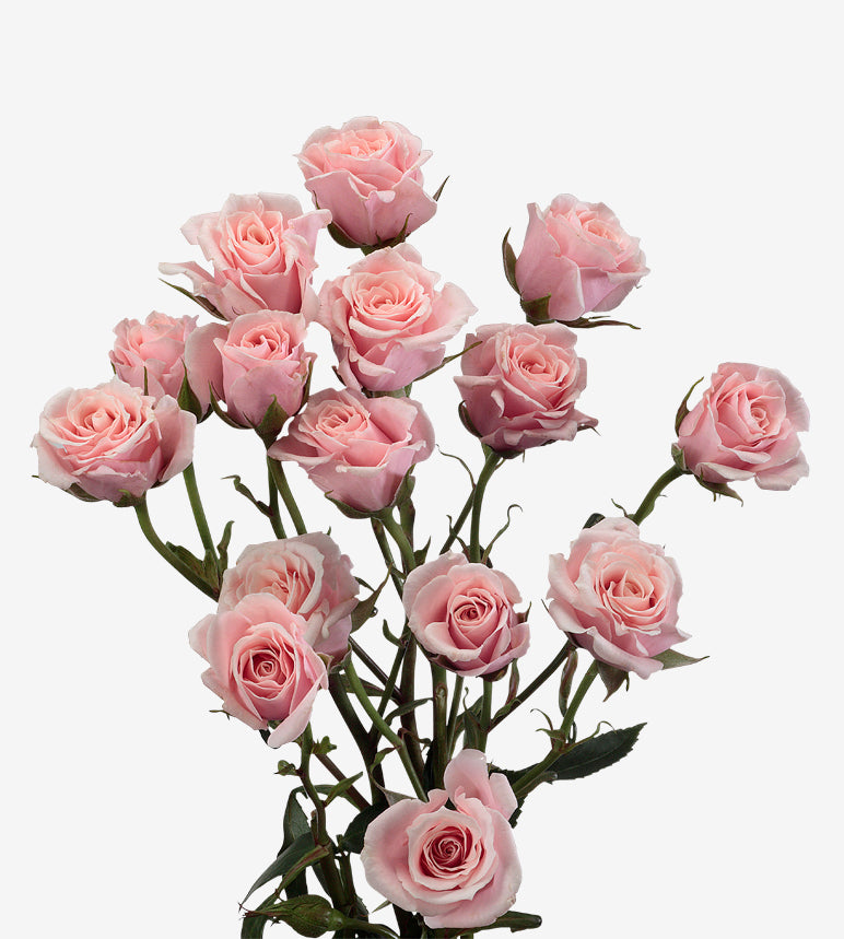 Spray Rose Majolika Pink Wayuu Colombia