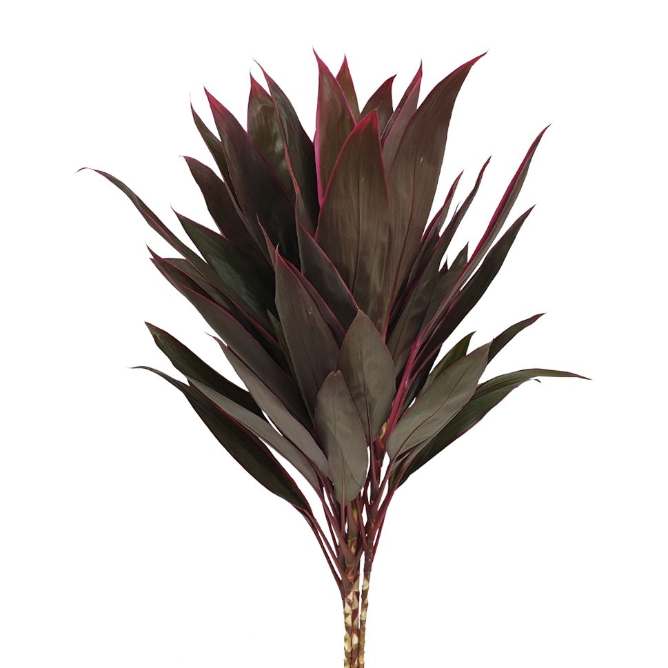 Lush Purple foliage stems