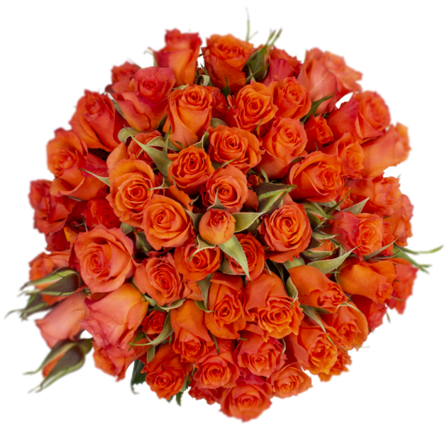 Outstanding Ecuadorian Spray Roses from a specialist Spray Rose farm