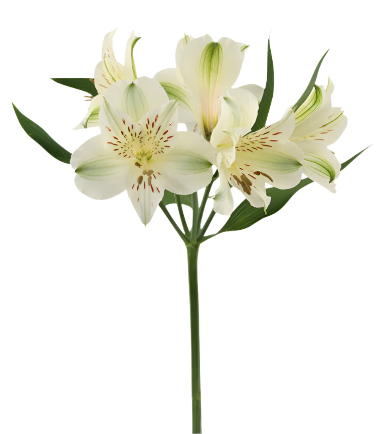 Great quality Alstroemeria from Colombia